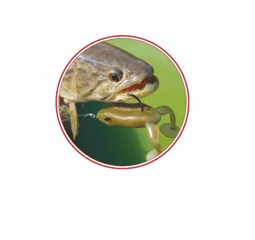 ISCA ARTIFICIAL SOFT MONSTER 3X PADDLE FROG 9,5CM C/ 2UNIDADES